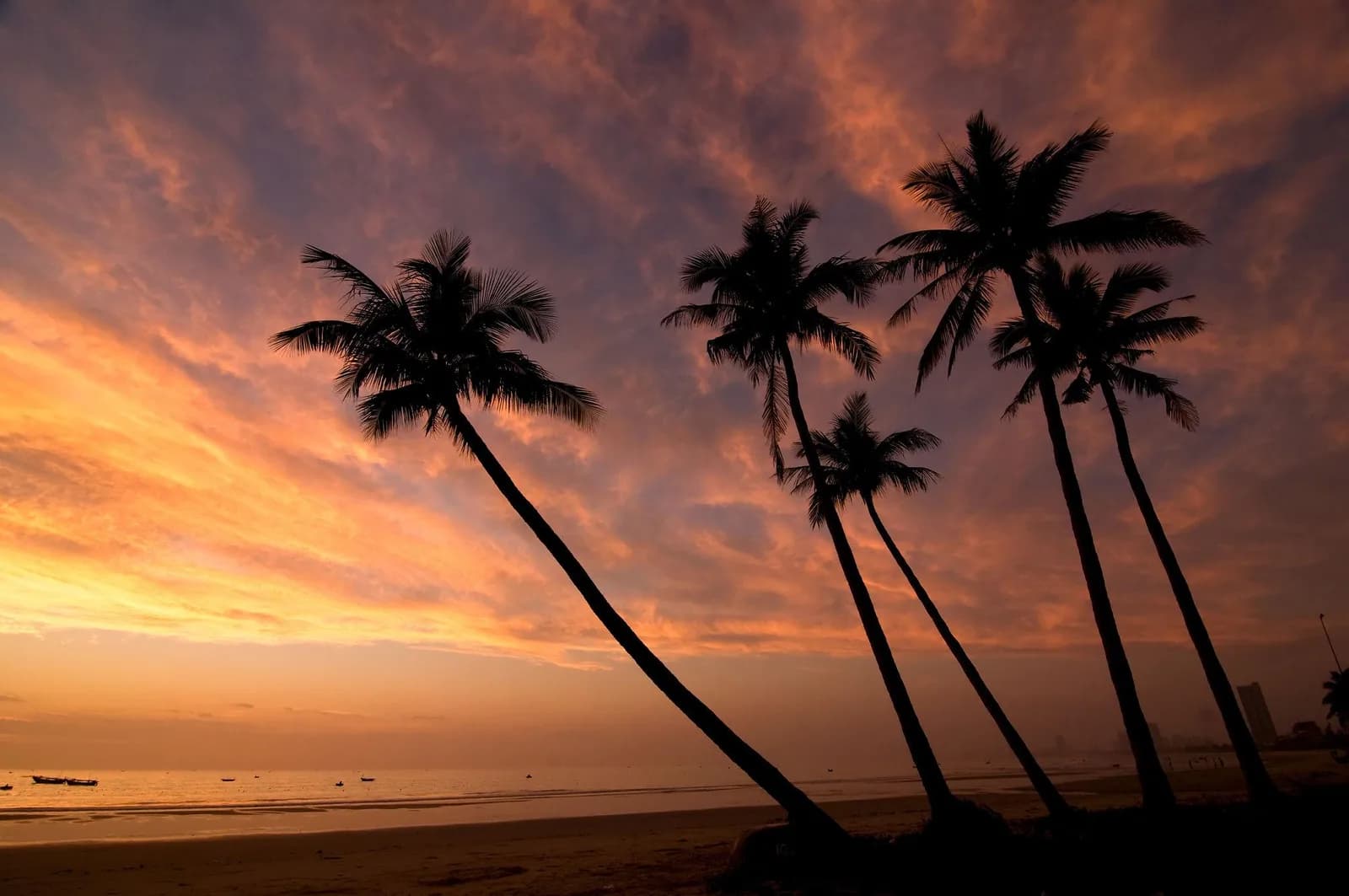 Palm tree silhouettes on Da Nang coast